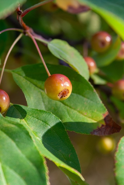 为球迷们奉 为球迷们奉